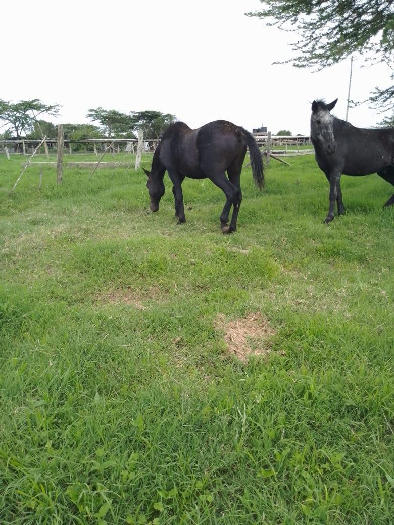 430 Acres of land for sale in Nanyuki.