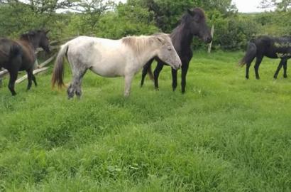 430 Acres of land for sale in Nanyuki.