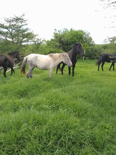 430 Acres of land for sale in Nanyuki.